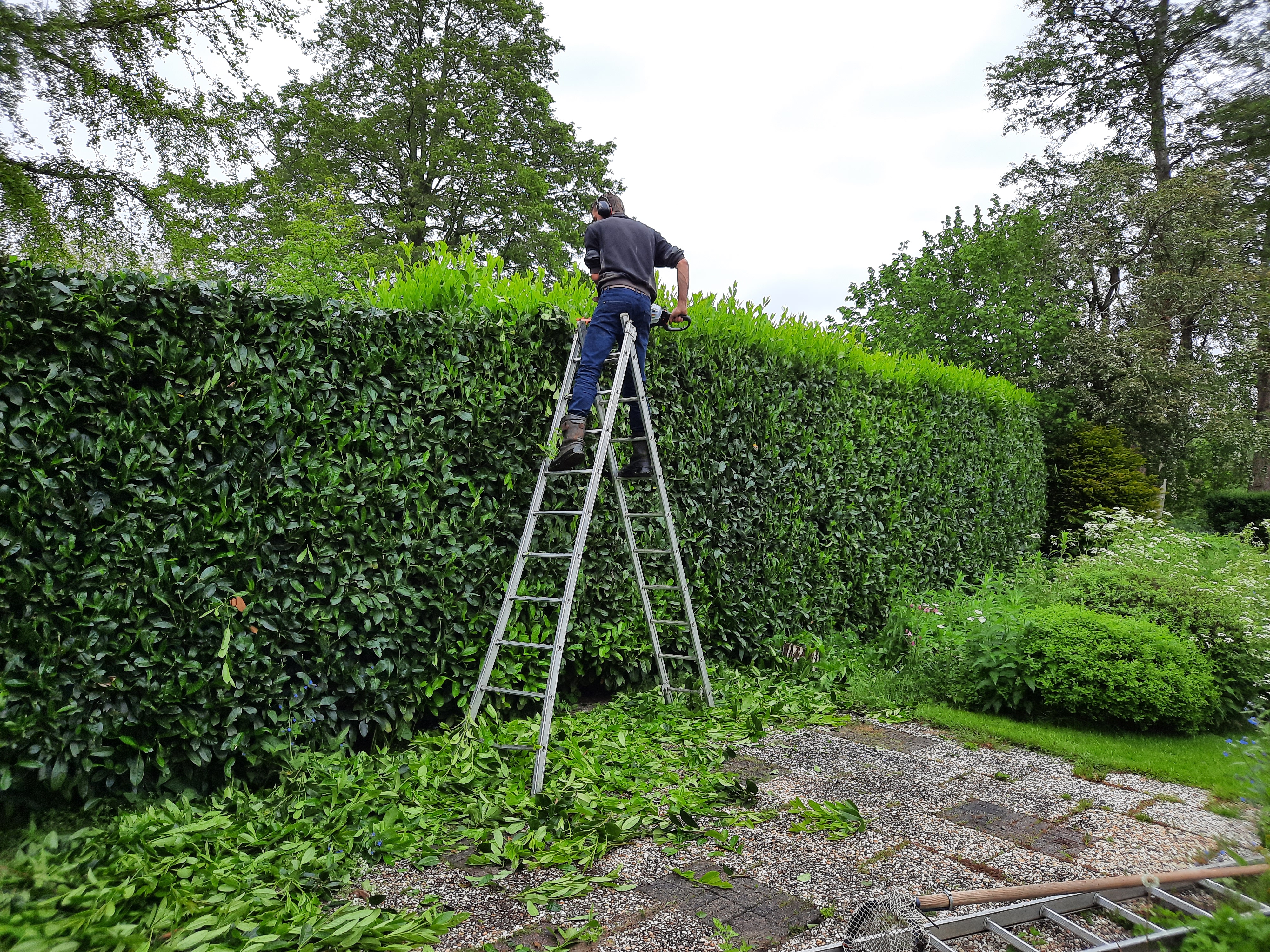 Beskärning av olika&nbsp;häckar.