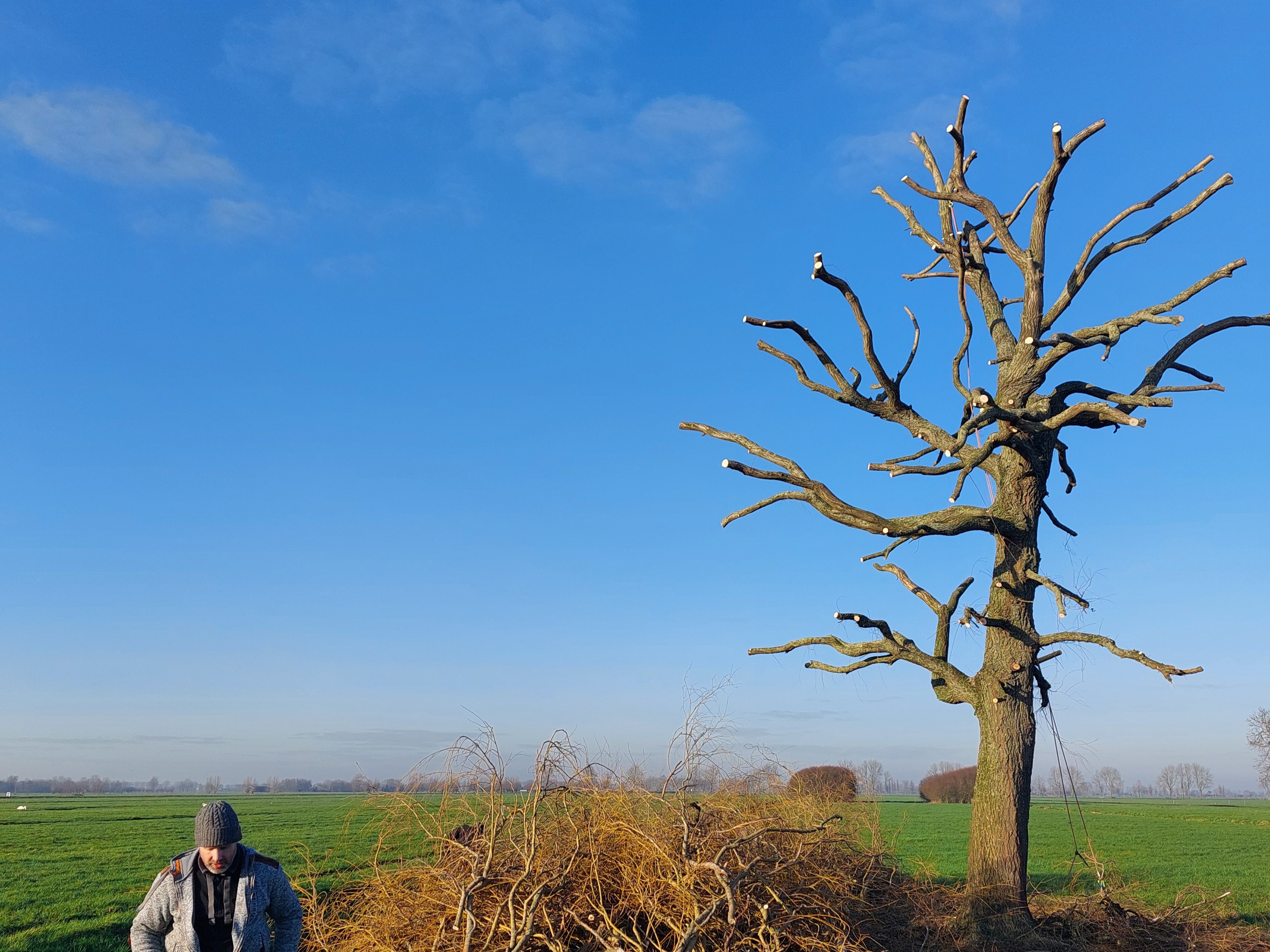 Klättrande beskärning av&nbsp;tårpil.