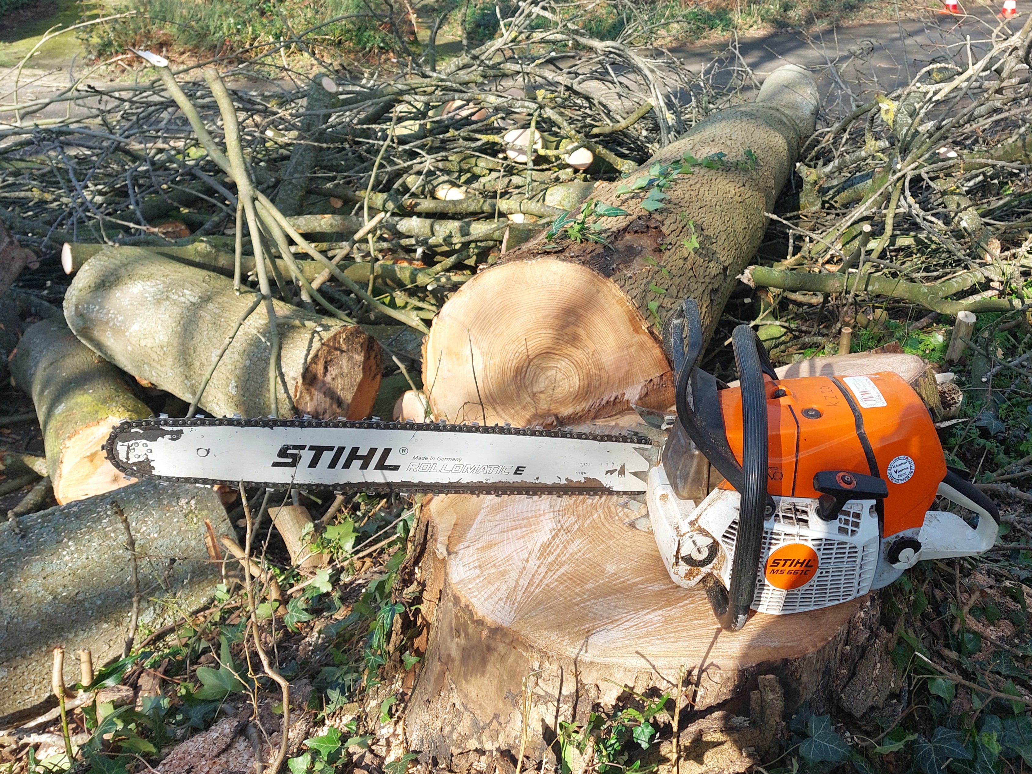 Fällning av askkottsjuka&nbsp;askar.