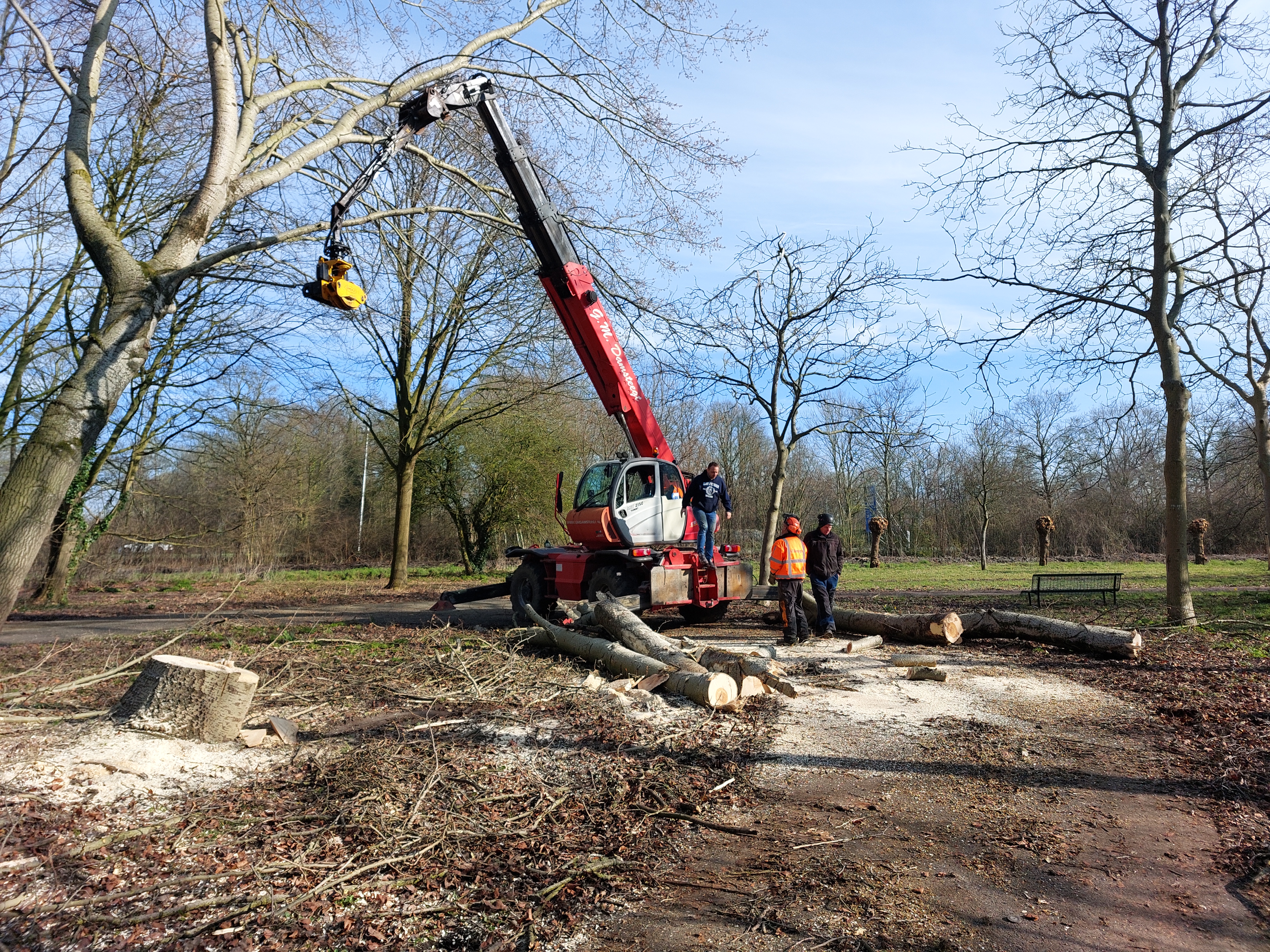 Såga ner silverpoppel med teleskoplastare.