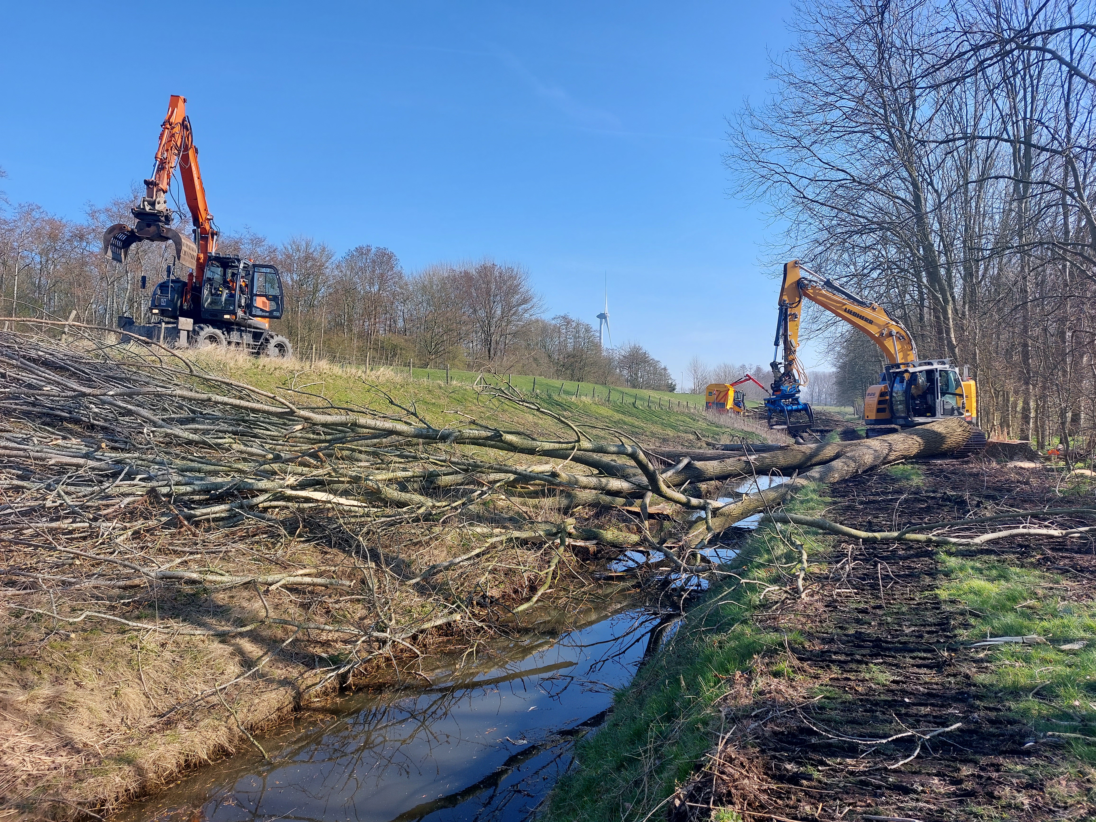 Fällning av popplar.