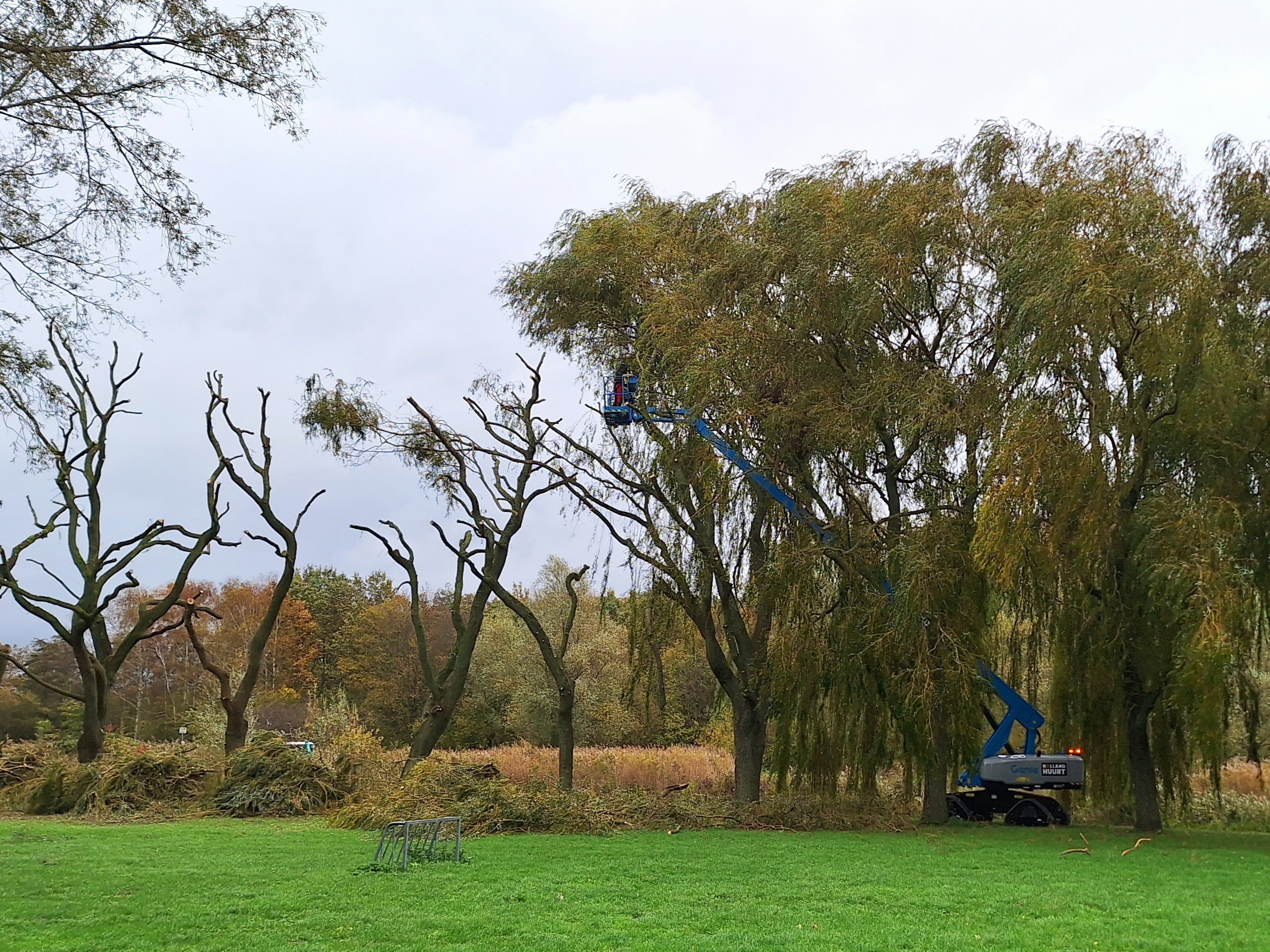 Beskärning av en rad&nbsp;tårpil.