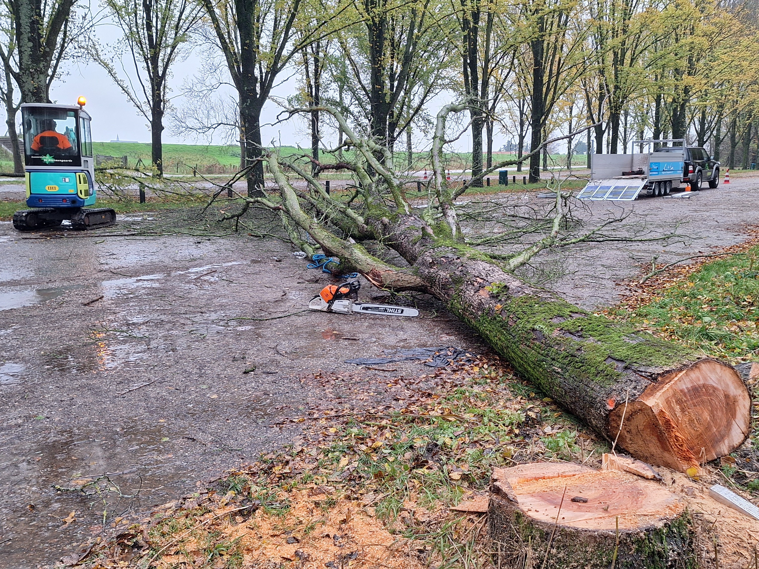 Fällning av almsjuka almar på parkeringsplatsen.