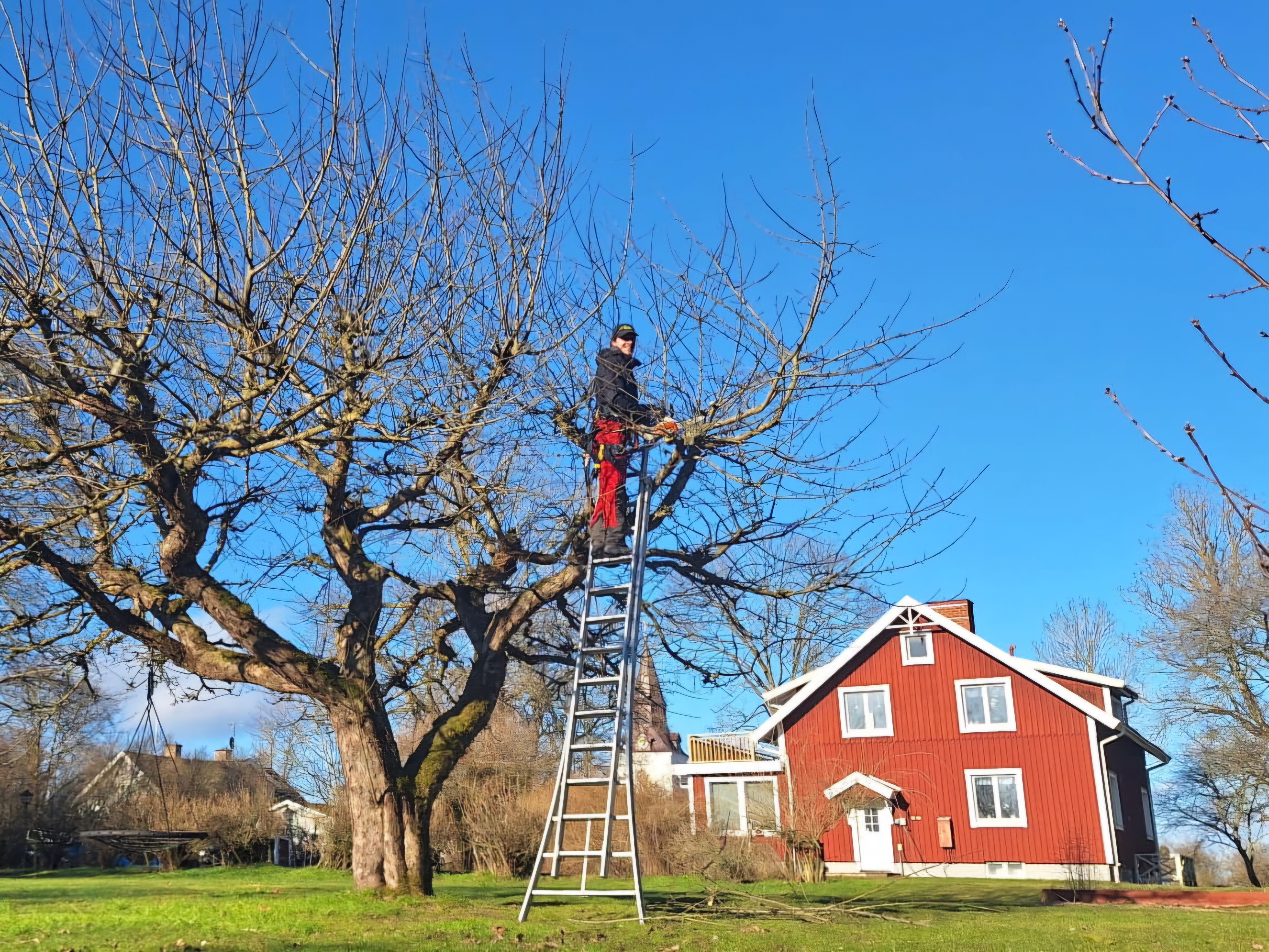 Beskärning av äppelträd i en&nbsp;fruktträdgård.