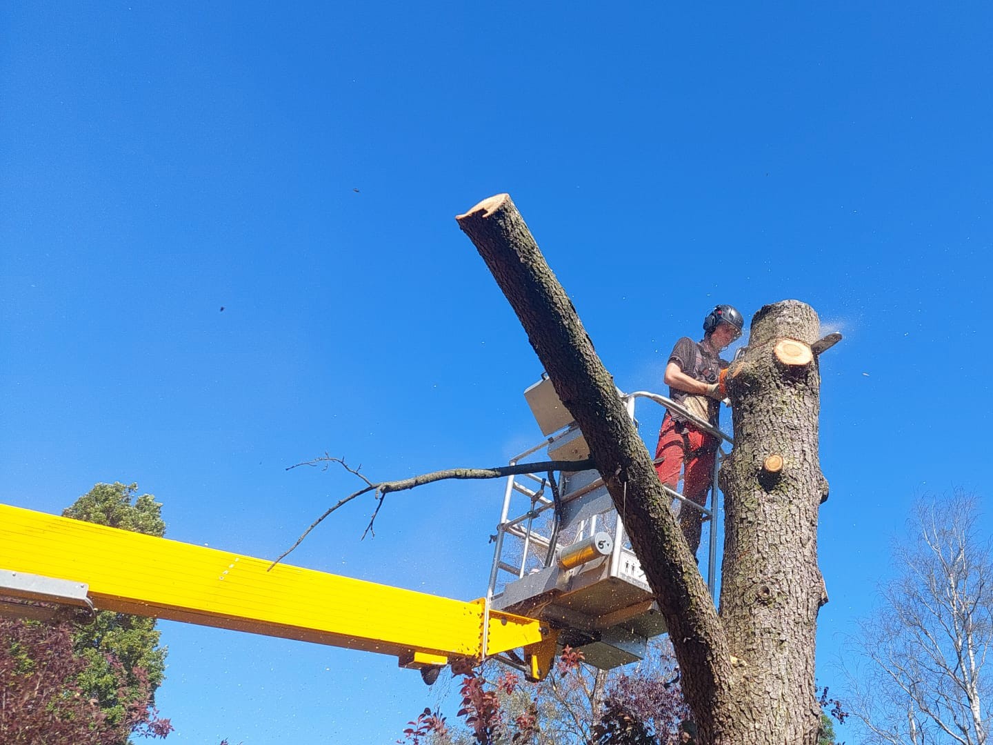 Sektionsfällning en död&nbsp;cederträ.