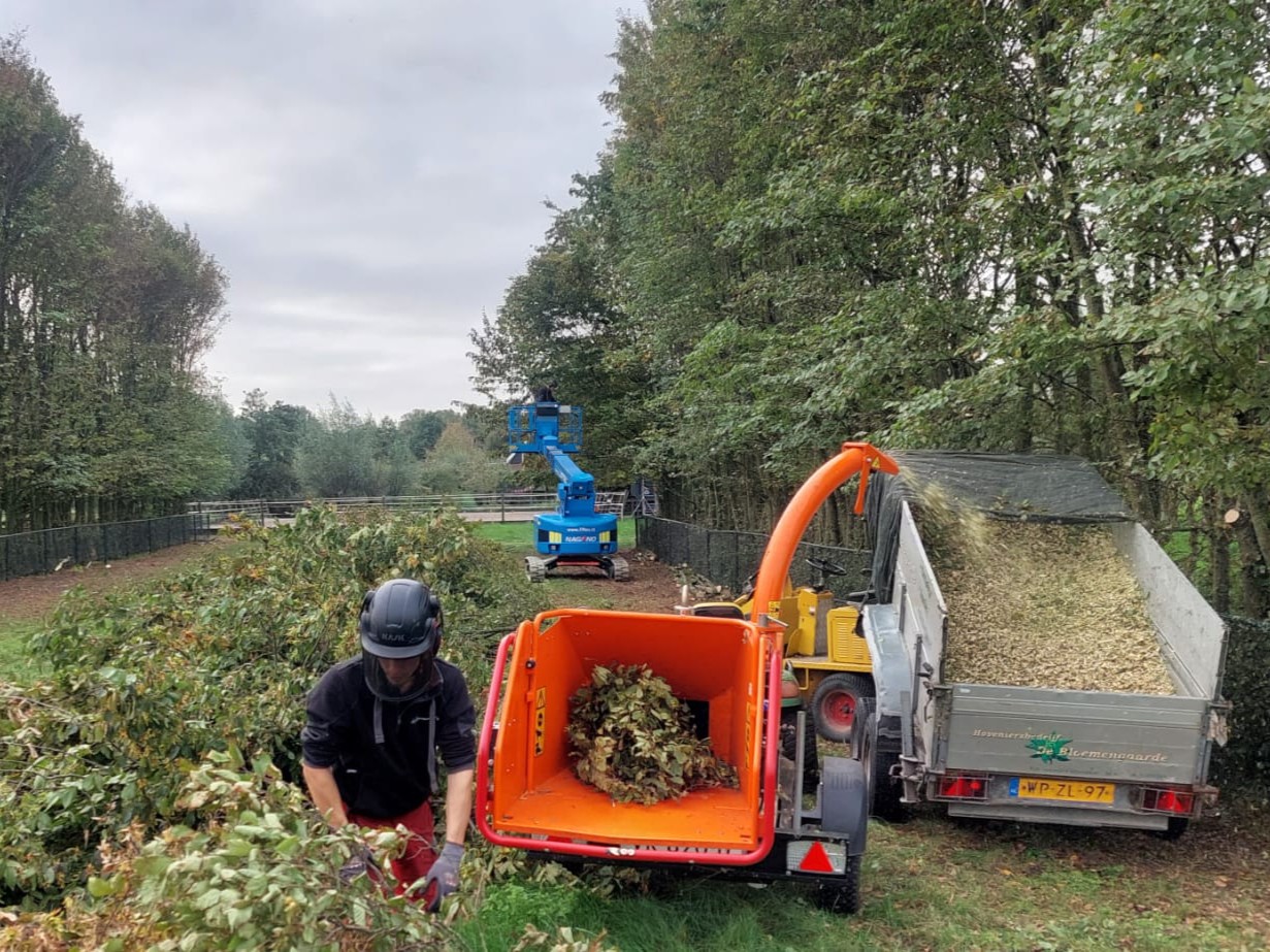 Beskärning av avenbok för mer ljus på&nbsp;gräset.