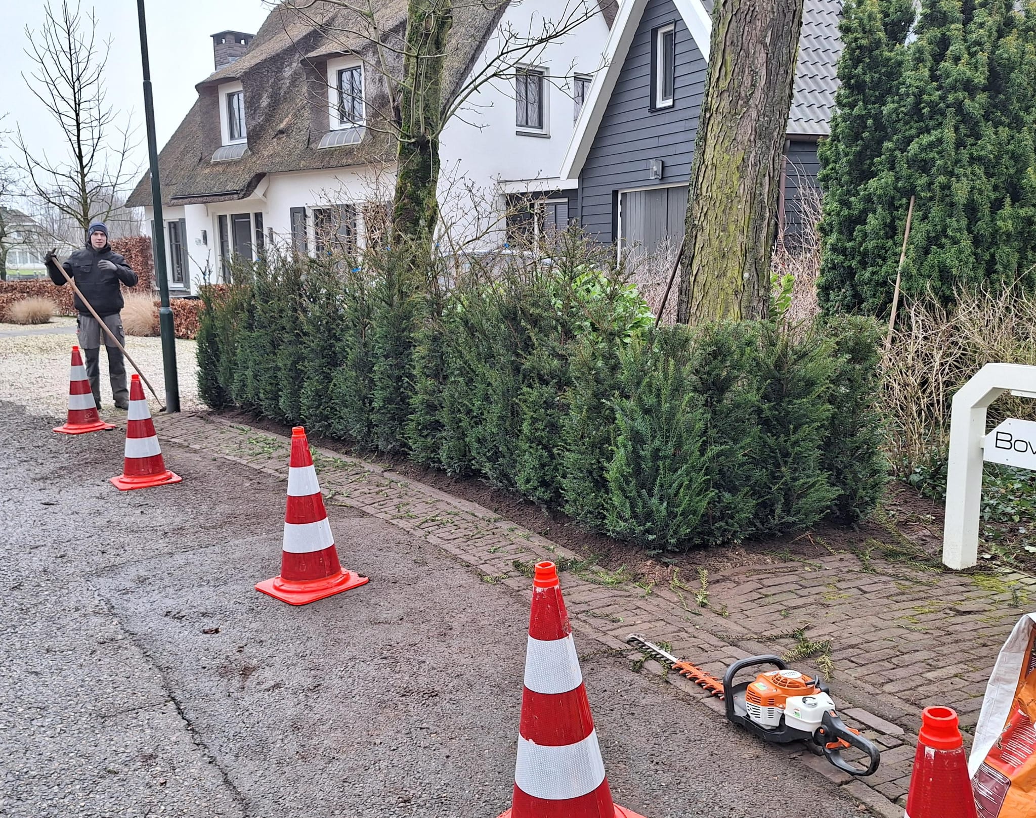 Plantera en ny&nbsp;idegranshäck.