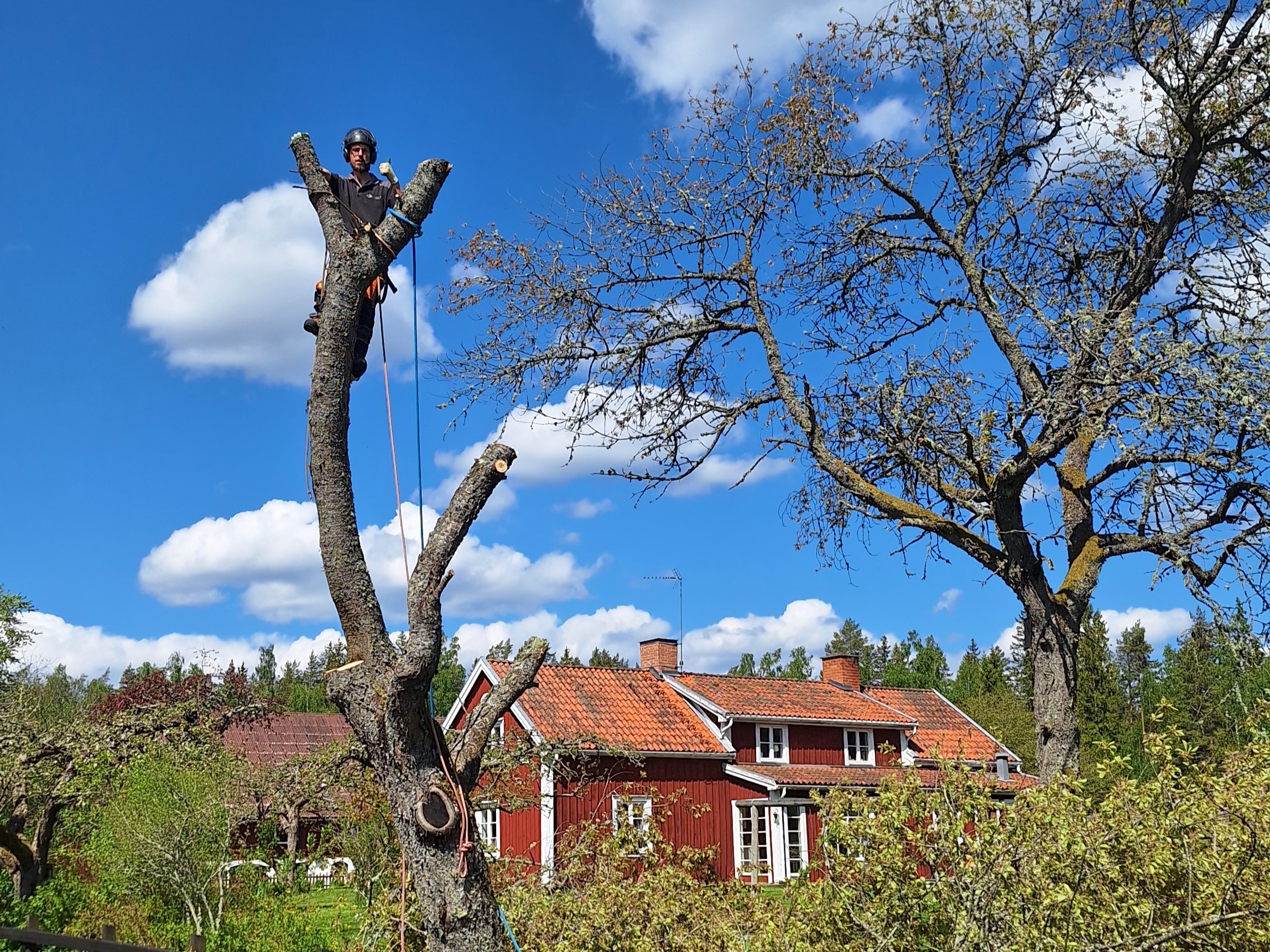 Sektionsfällning av två&nbsp;körsbärsträd.